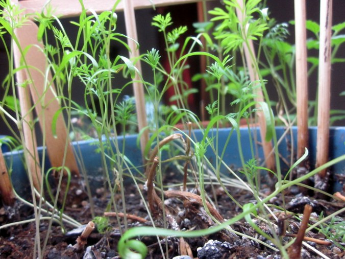 Dill sprouts