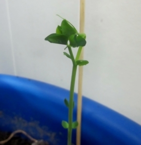 Snow Pea Sprout