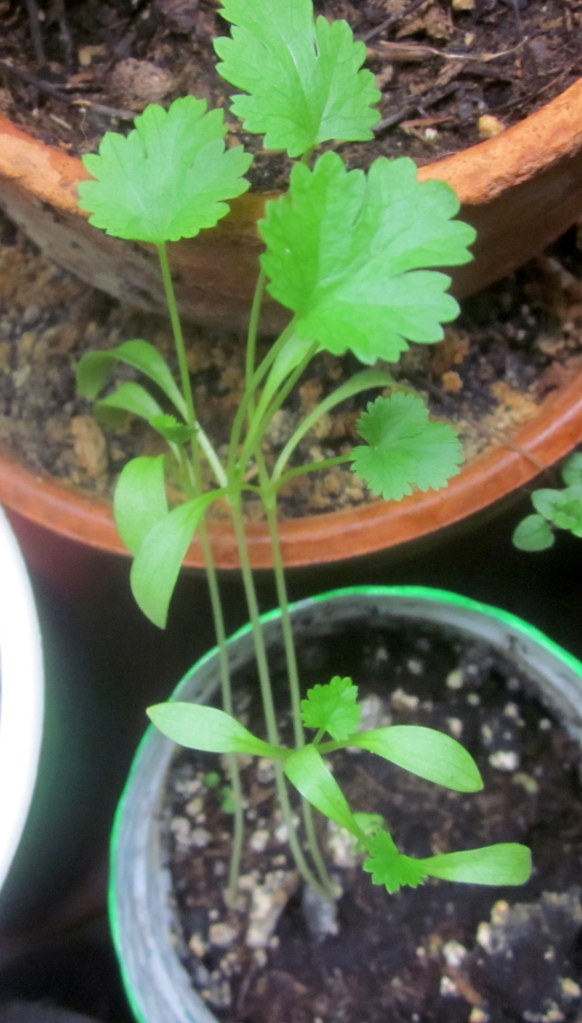 Cilantro sprouts